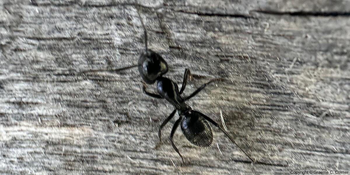 Hairy Smooth Carpenter Ant (Camponotus laevigatus) - Adult