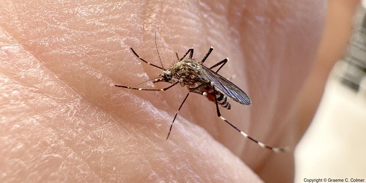 Western Treehole Mosquito - Adult