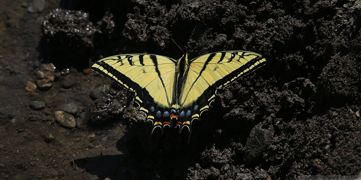 Two-tailed Swallowtail (Papilio multicaudata) - Adult