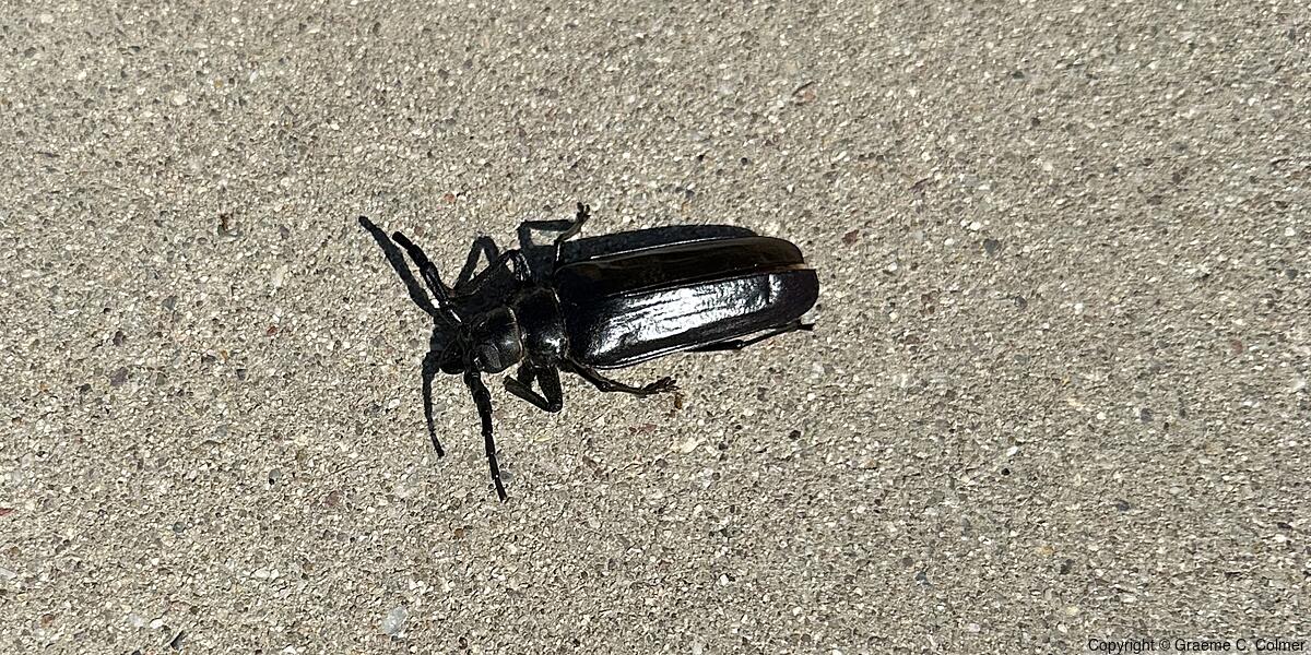 Palo Verde Root Borer (Derobrachus hovorei) - Adult