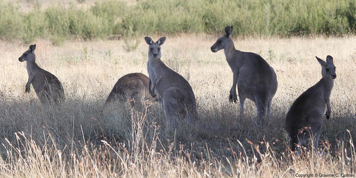 Eastern Grey Kangaroo (Macropus giganteus) - Eastern Grey Kangaroo