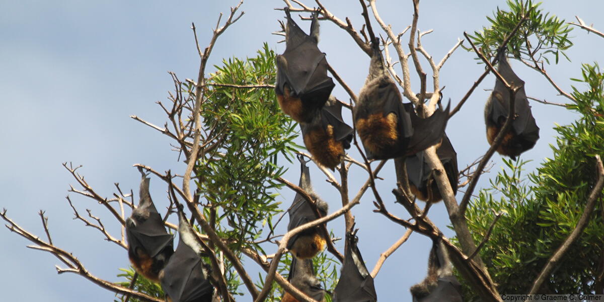 Gray-headed Flying Fox (Pteropus poliocephalus) - Gray-headed Flying Fox