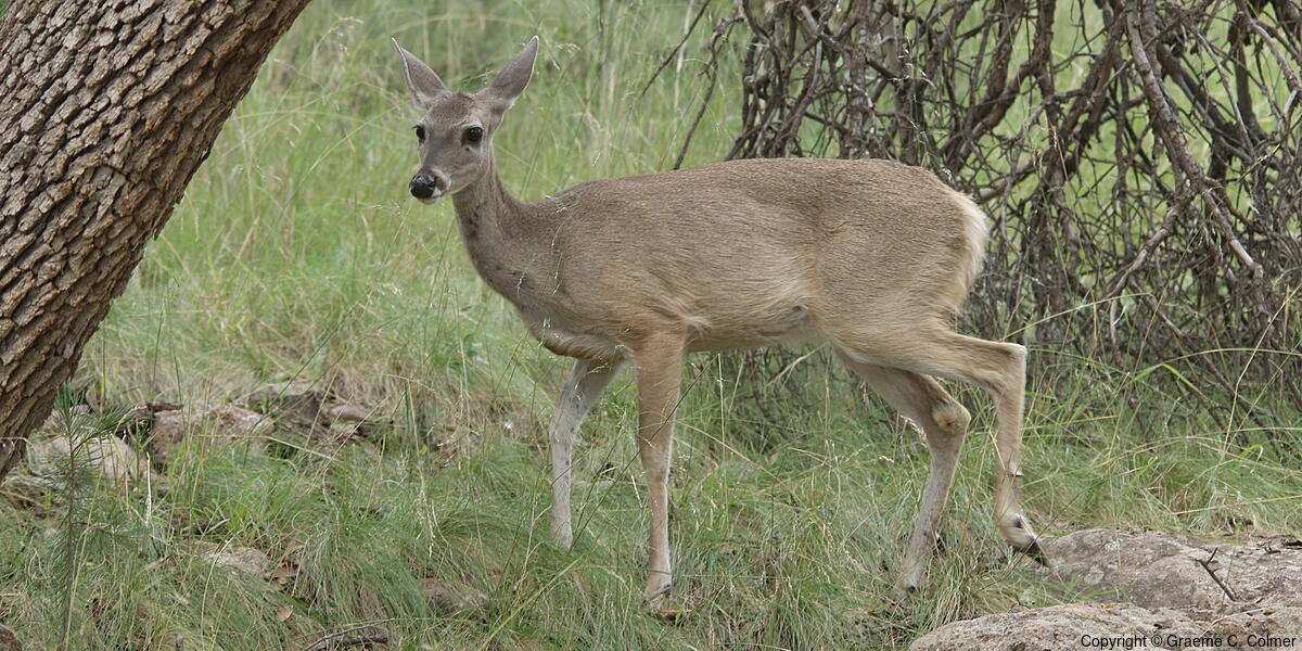 White-tailed Deer (Odocoileus virginianus) - Adult female