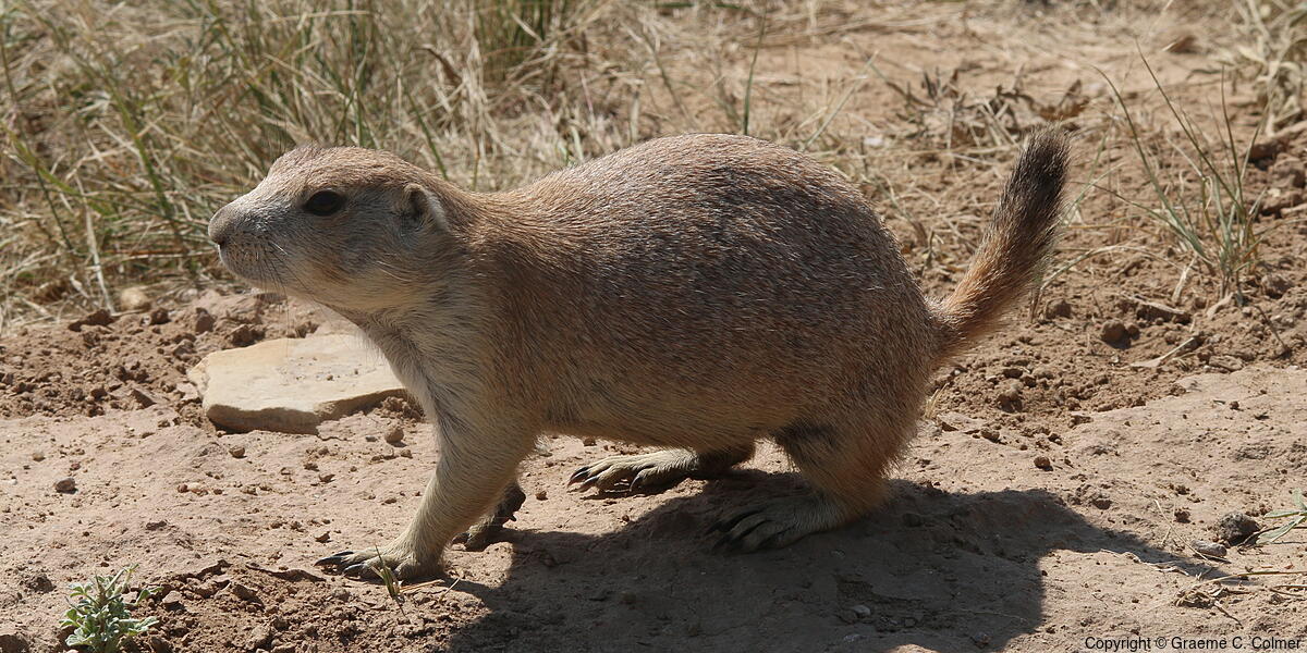 Black-tailed Prairie Dog (Cynomys ludovicianus) - Adult