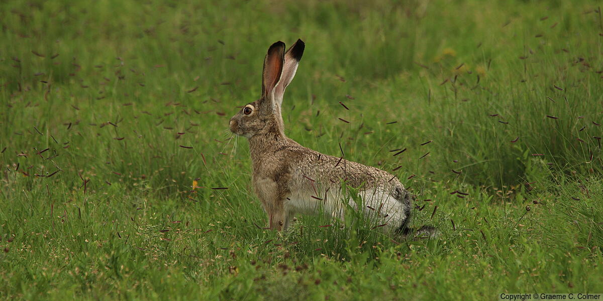 Black-tailed Jack Rabbit (Lepus californicus) - Adult
