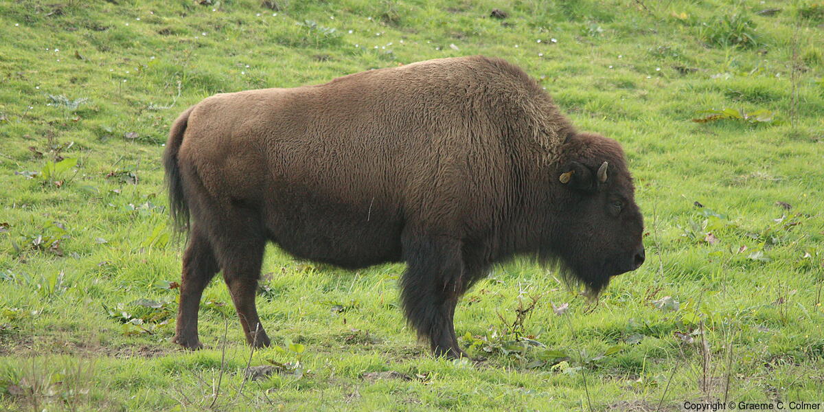 American Bison (Bison bison) - Adult