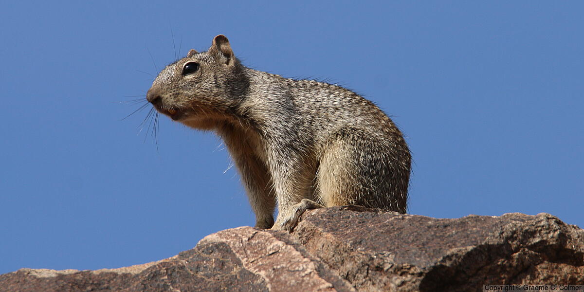 Rock Squirrel (Otospermophilus variegatus) - Adult