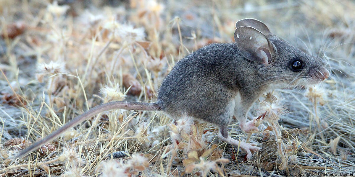 North American Deermouse (Peromyscus maniculatus) - Adult