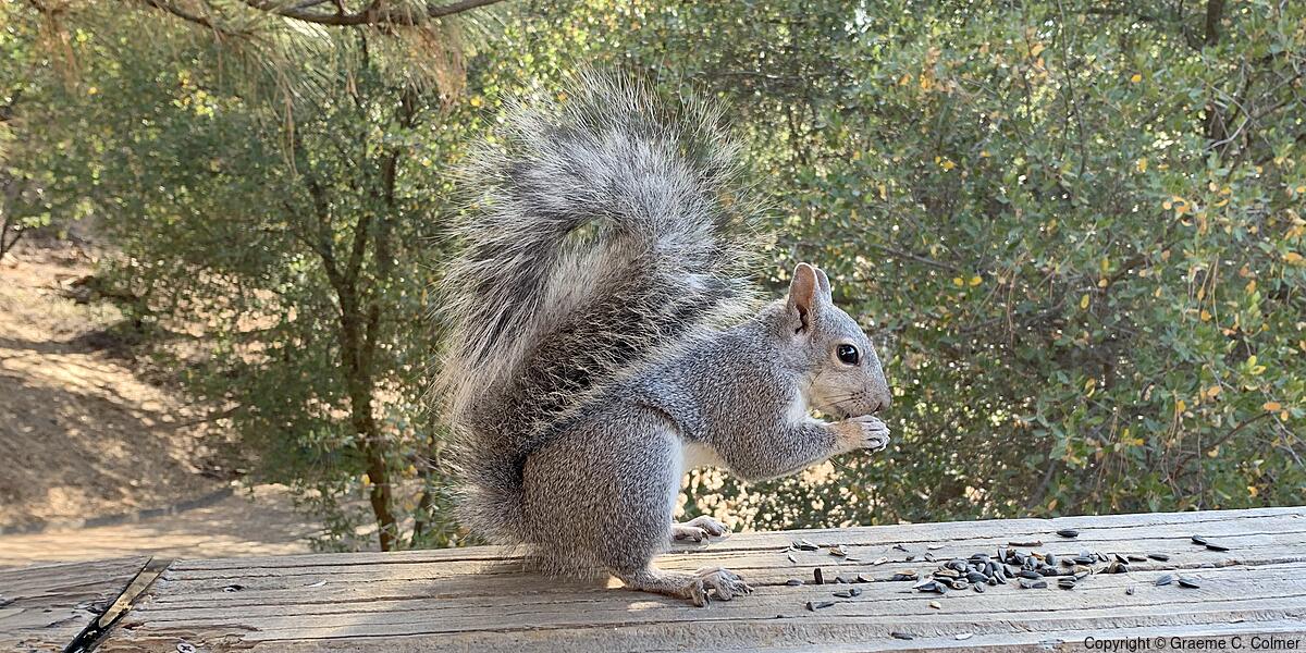 Western Gray Squirrel (Sciurus griseus) - Adult