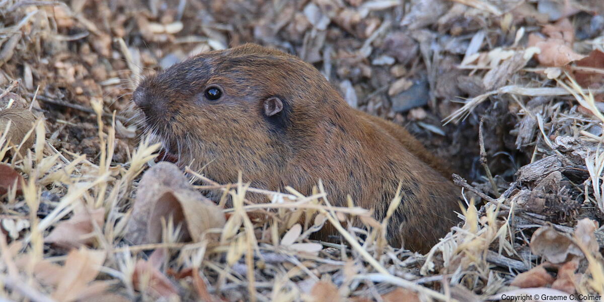 Botta's Pocket Gopher (Thomomys bottae) - Adult