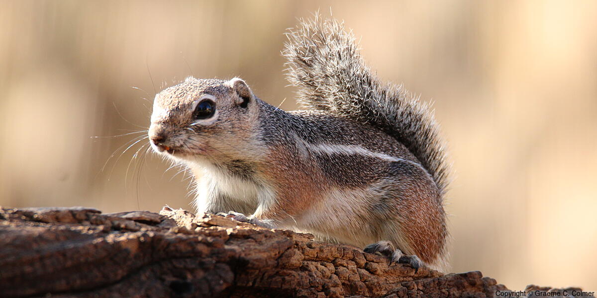 Harris's Antelope Squirrel (Ammospermophilus harrisii) - Adult