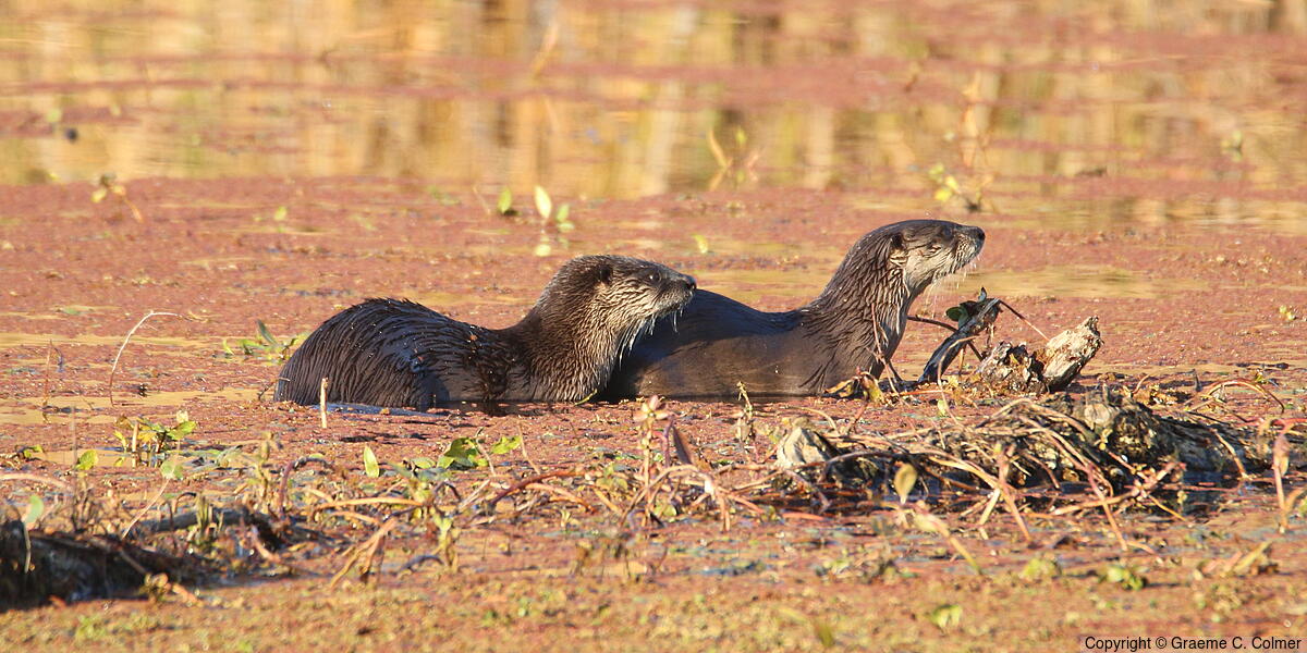 River Otter (Lontra canadensis) - Adults