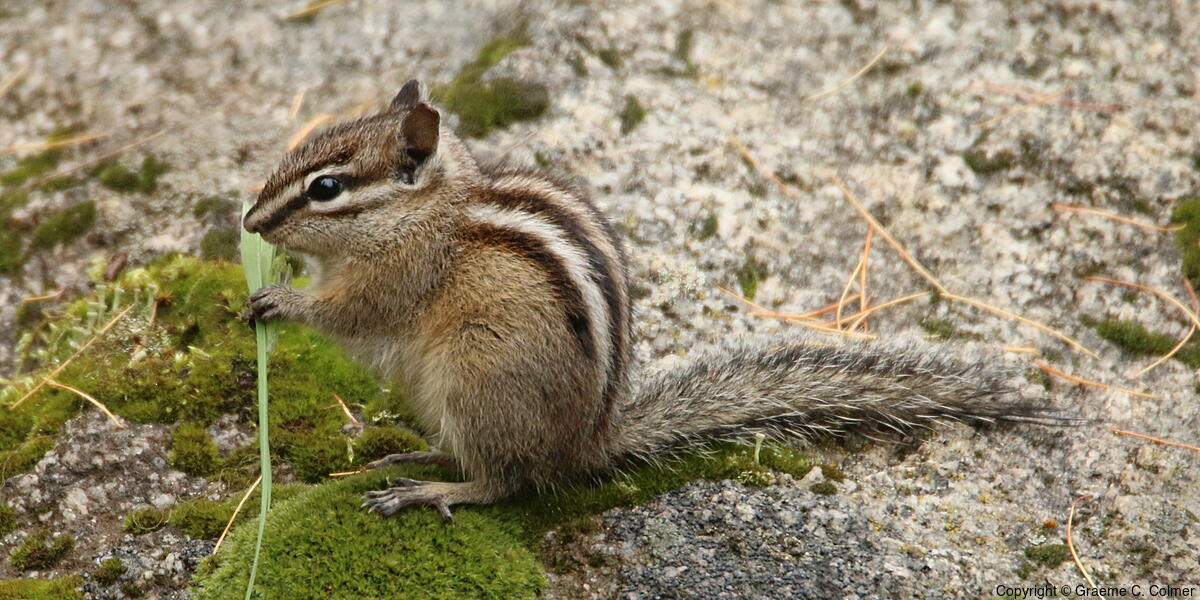 Townsend's Chipmunk (Neotamias townsendii) - Adult