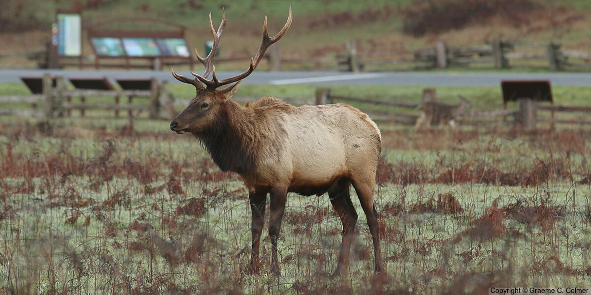 Elk (Cervus canadensis) - Adult male