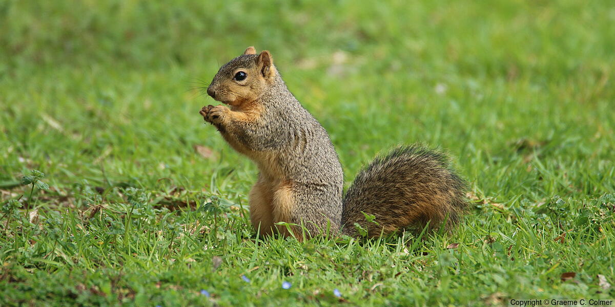 Eastern Fox Squirrel (Sciurus niger) - Adult