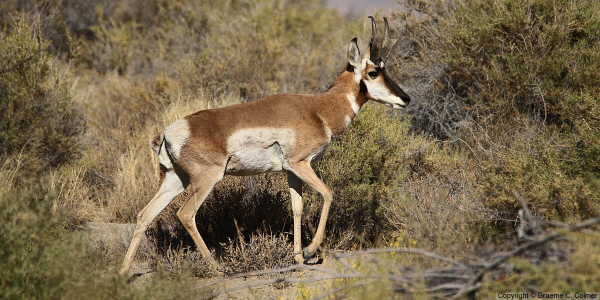 Pronghorn (Antilocapra americana) - Adult male