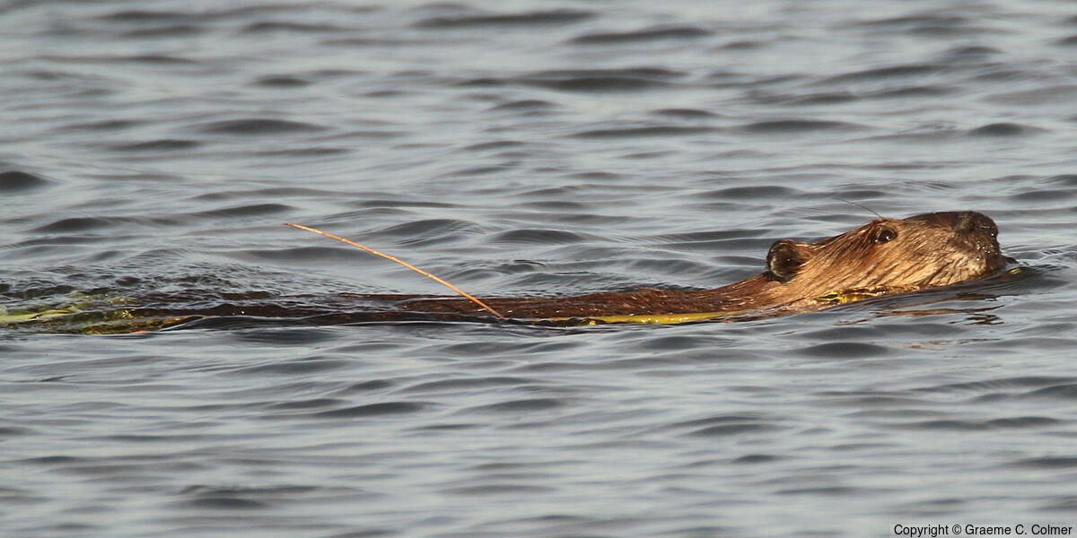 American Beaver (Castor canadensis) - Adult