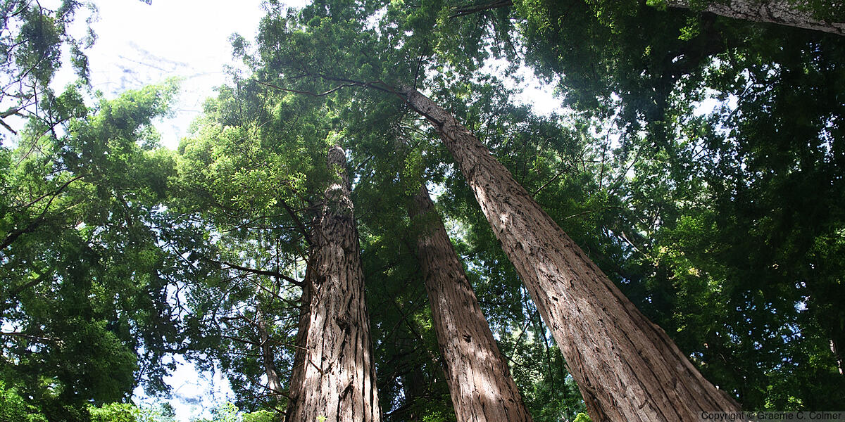 California Redwood (Sequoia sempervirens) - California Redwoods