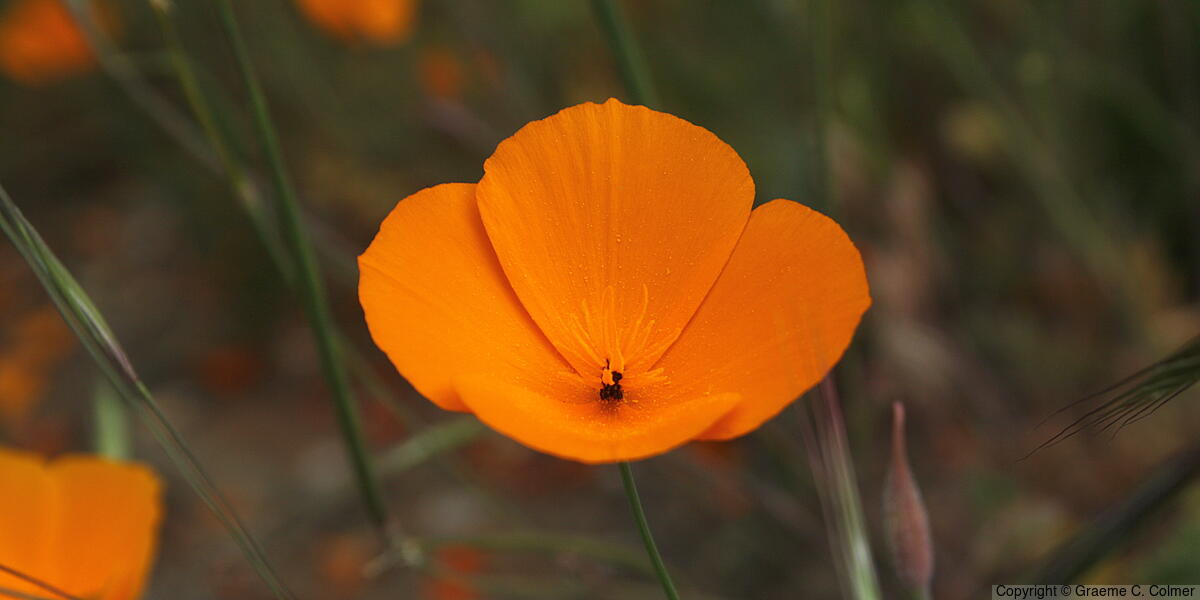 California Poppy (Eschscholzia californica) - California Poppy