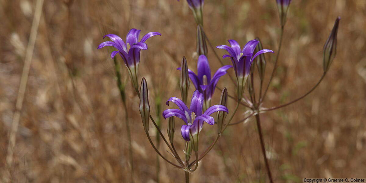 Crown Brodiaea (Brodiaea coronaria) - Crown Brodiaea