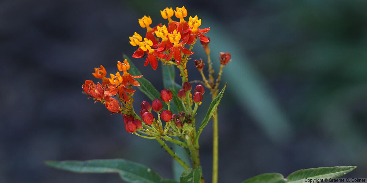 Wild Ipecacuanha - Wild Ipecacuanha