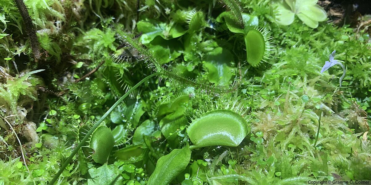 Venus Flytrap (Dionaea muscipula) - Venus Flytrap