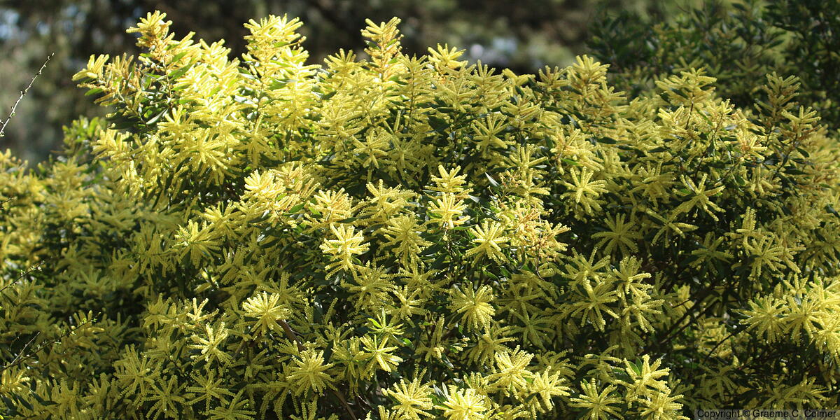 Sydney Golden Wattle (Acacia longifolia) - Sydney Golden Wattle