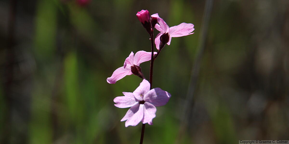 Smallflower Woodland-star (Lithophragma parviflorum) - Smallflower Woodland Star