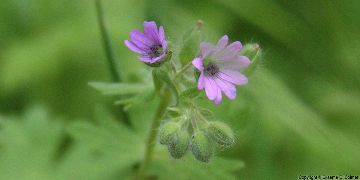Small-flower Crane's-bill (Geranium pusillum) - Small-flower Crane's-bill