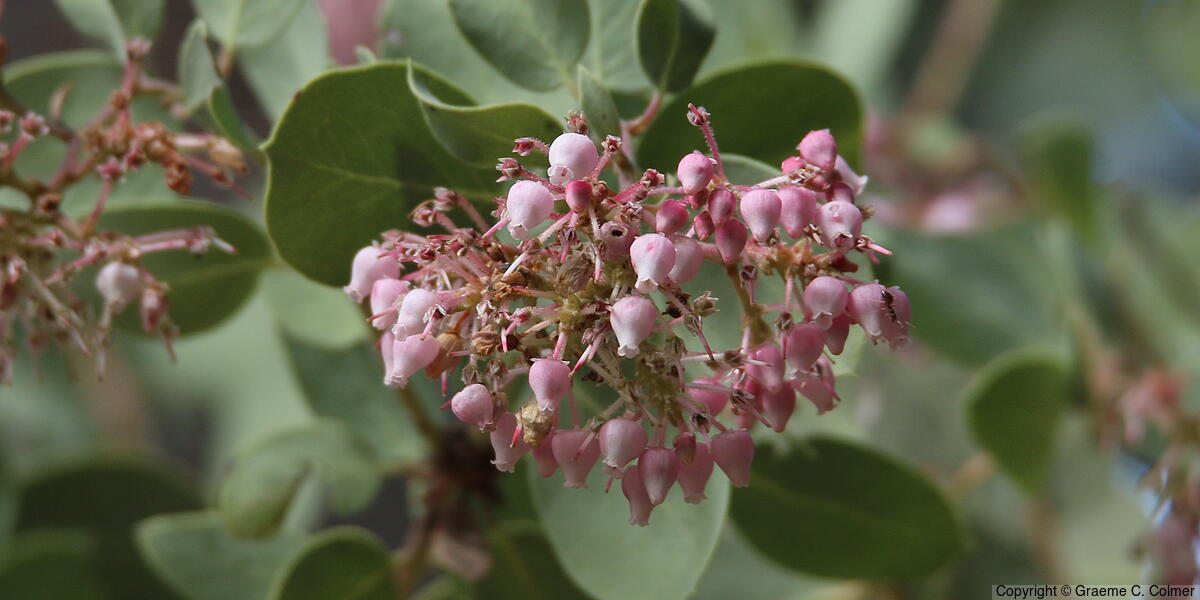 Whiteleaf Manzanita (Arctostaphylos viscida) - Whiteleaf Manzanita