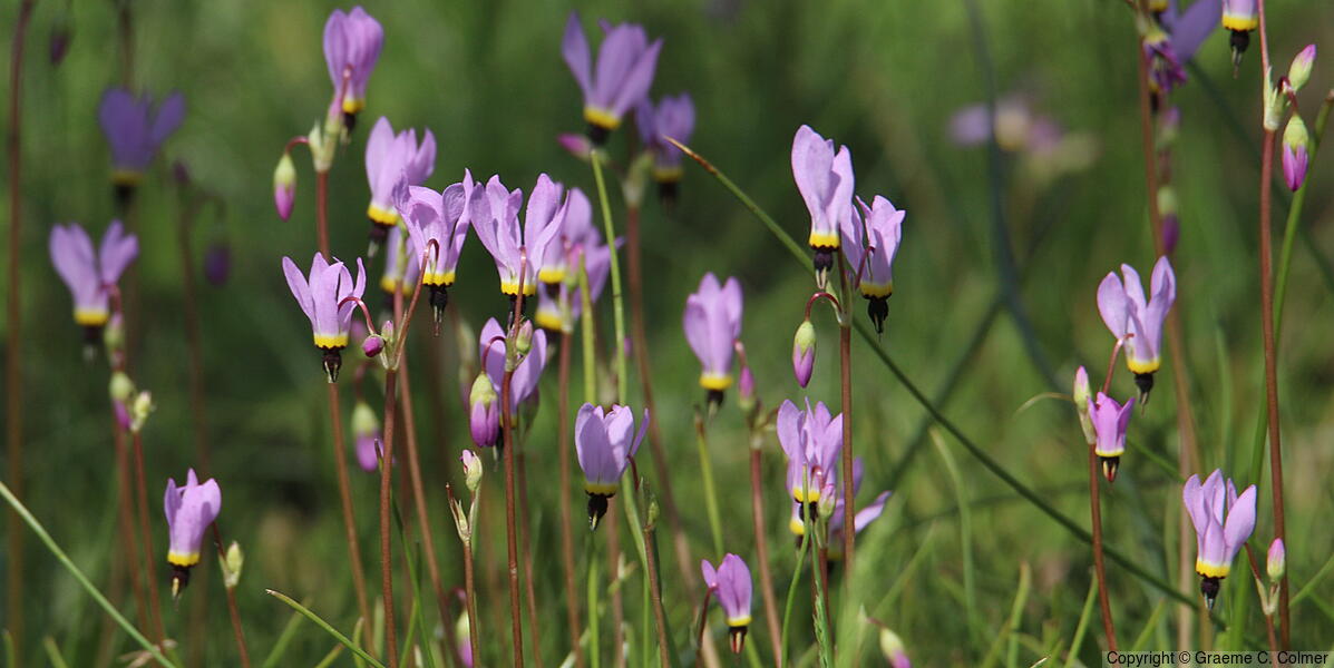 Sierra Shooting Star (Primula jeffreyi) - Sierra Shooting Star