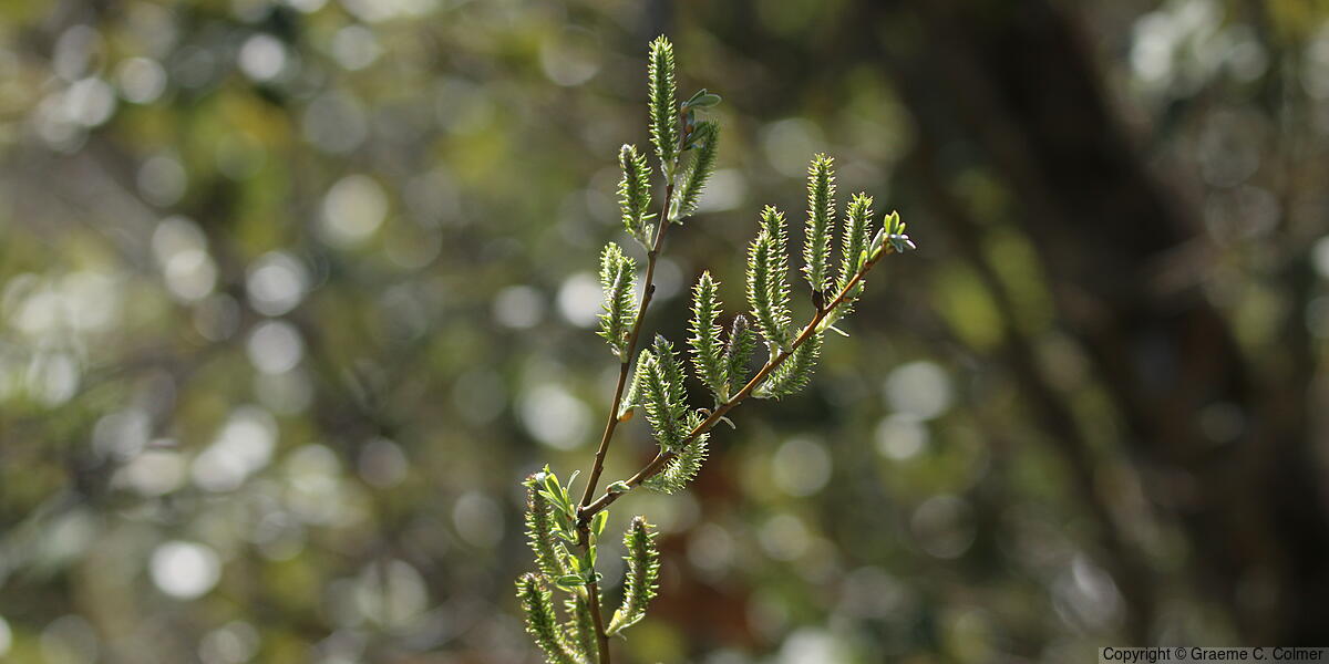 Arroyo Willow (Salix lasiolepis) - Arroyo Willow