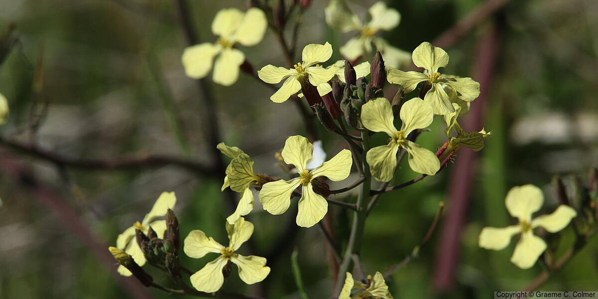 Rocketsalad (Eruca vesicaria) - Rocketsalad