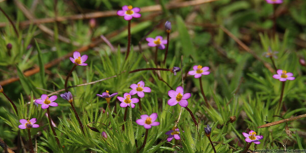 True Babystars (Leptosiphon bicolor) - True Babystars