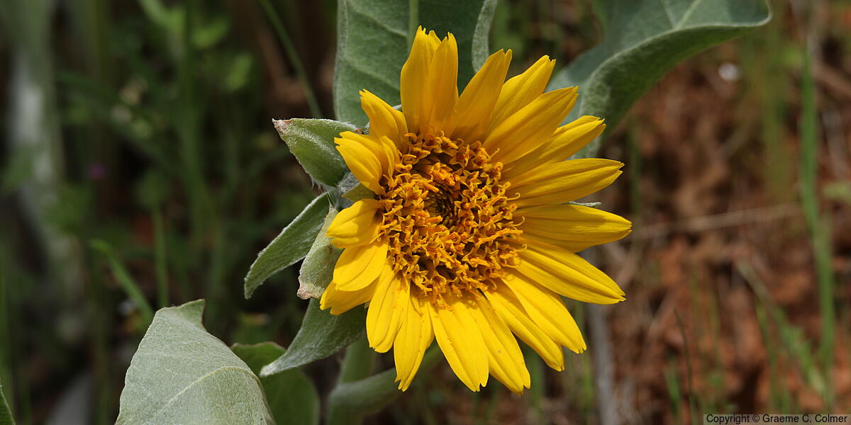 Whitehead Mule-ears (Wyethia helenioides) - Whitehead Mule-ears