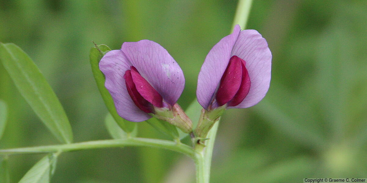 Narrowleaf Vetch (Vicia sativa) - Narrowleaf Vetch