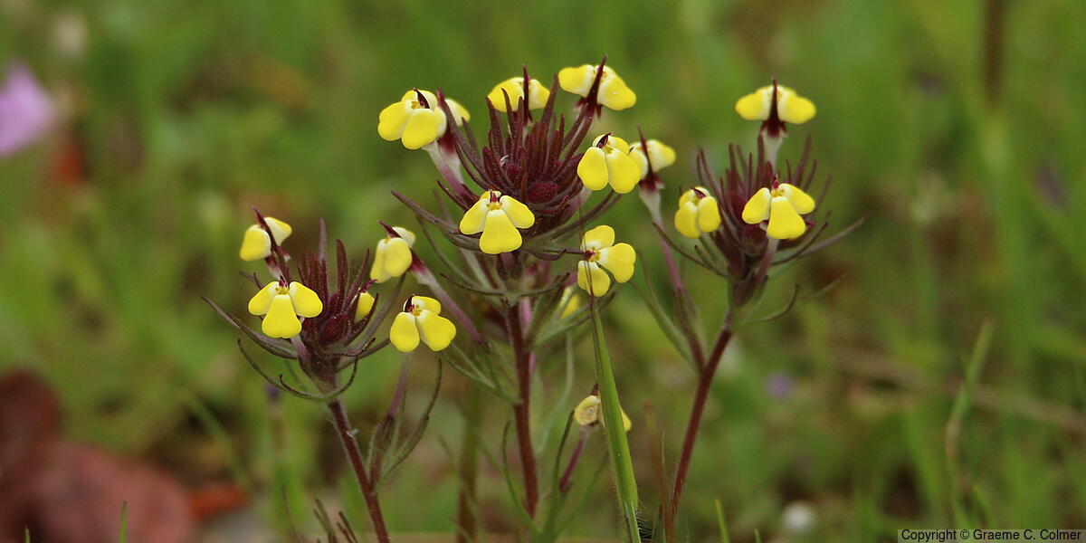 Johnny-tuck (Triphysaria eriantha) - Johnny-tuck