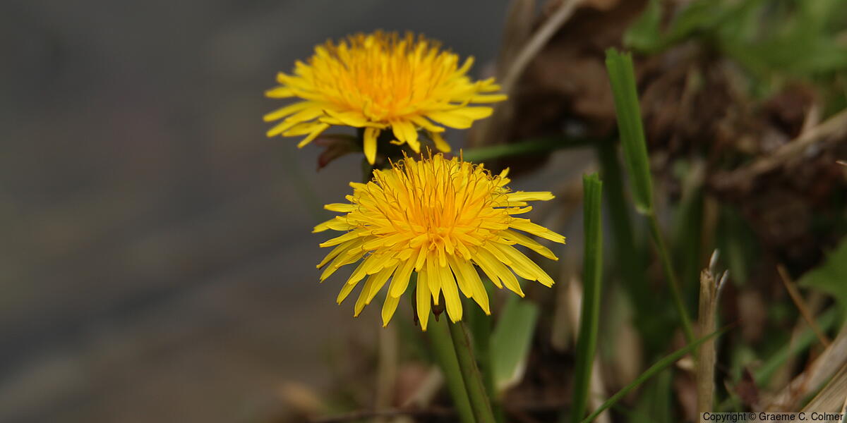 Dandelion - Dandelion