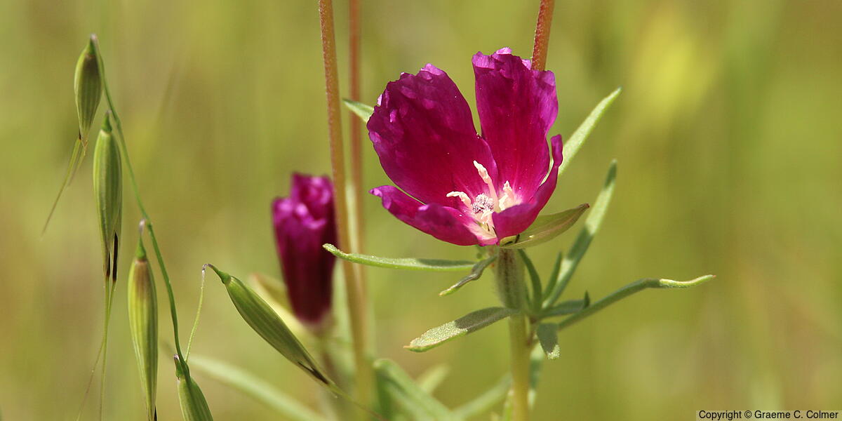 Winecup Clarkia (Clarkia purpurea) - Winecup Clarkia