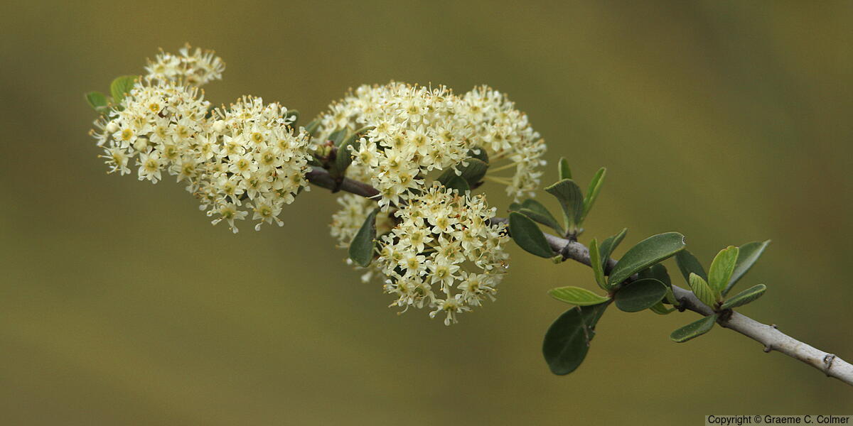 Buckbrush (Ceanothus cuneatus) - Buckbrush