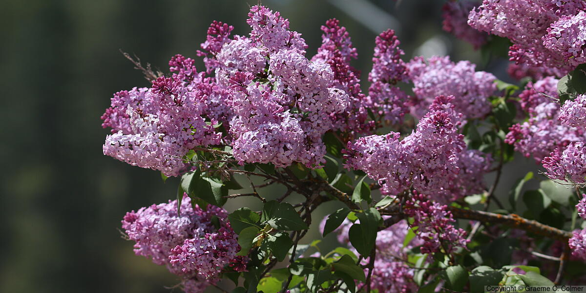 Common Lilac (Syringa vulgaris) - Common Lilac