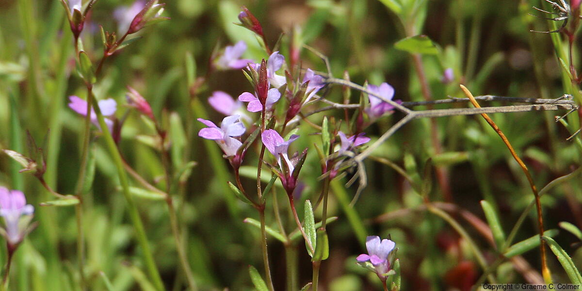 Spinster's Blue Eyed Mary (Collinsia sparsiflora) - Spinster's Blue Eyed Mary