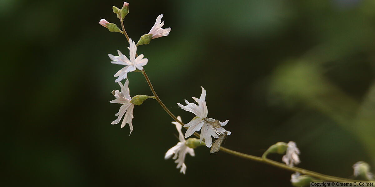 Hillside Woodland-star (Lithophragma heterophyllum) - Hillside Woodland-star