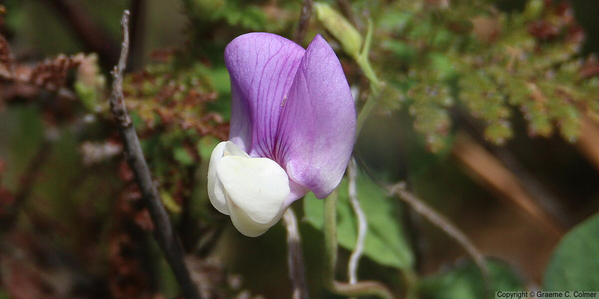 American Deervetch (Vicia americana) - American Deervetch