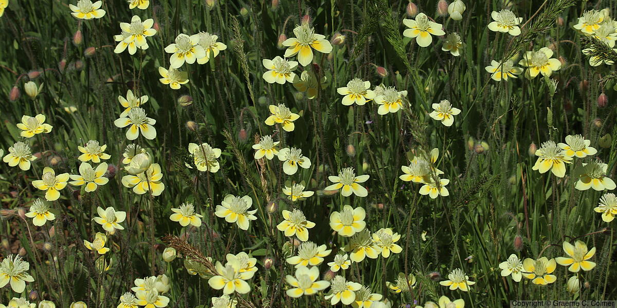 Creamcups (Platystemon californicus) - Creamcups