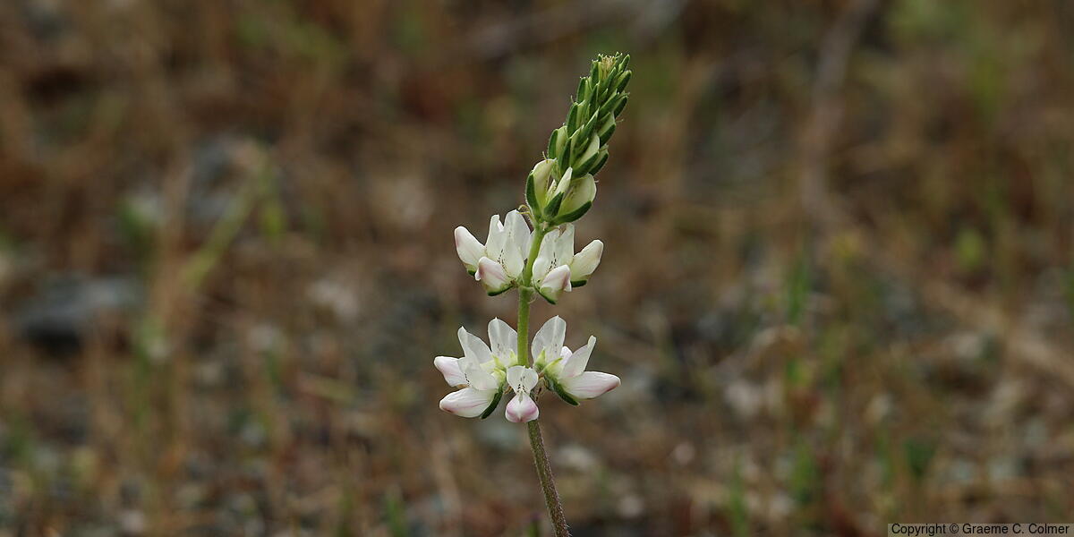 Whitewhorl Lupine (Lupinus densiflorus) - Whitewhorl Lupine
