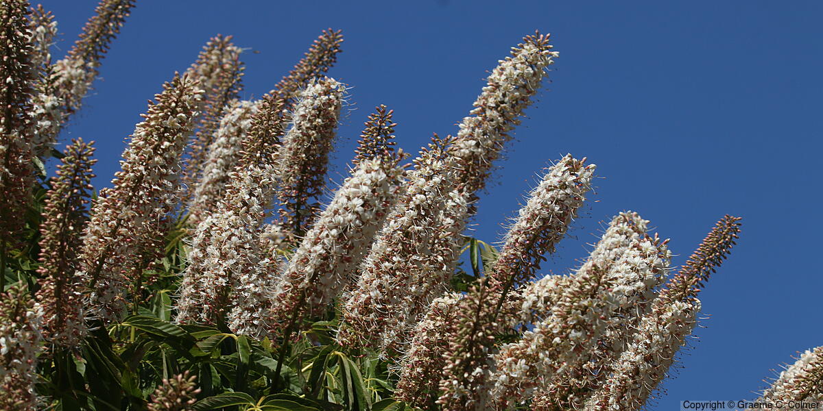 California Buckeye (Aesculus californica) - California Buckeye