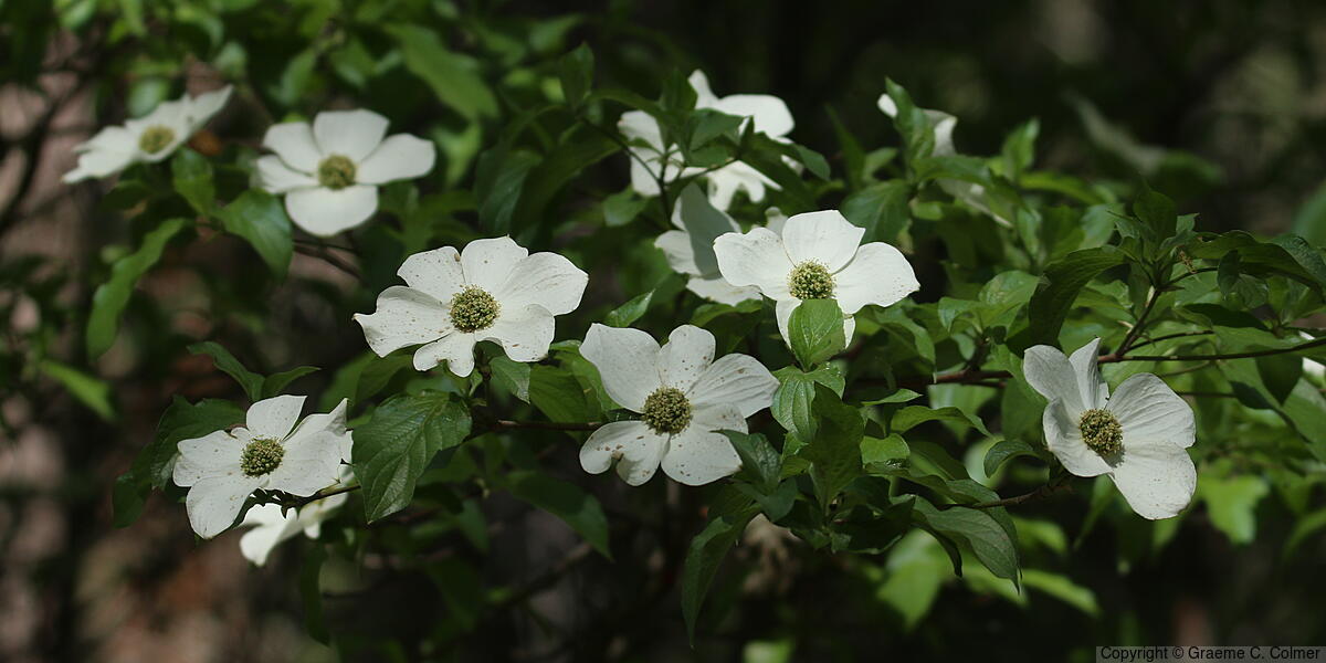 Pacific Dogwood (Cornus nuttallii) - Pacific Dogwood