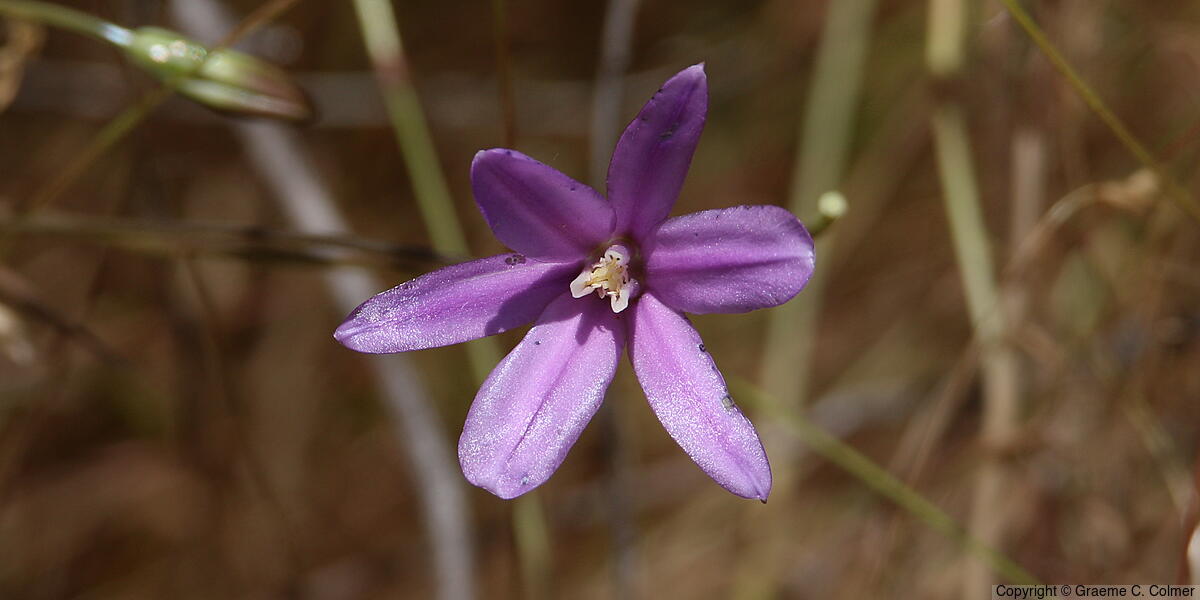 Appendage Brodiaea - Appendage Brodiaea
