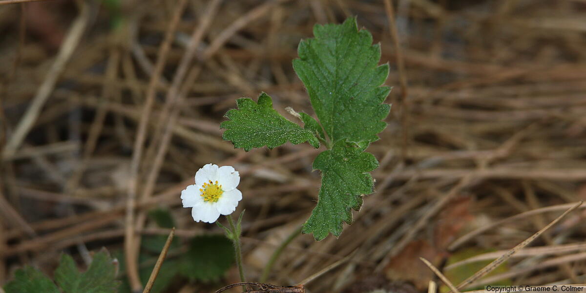 Woodland Strawberry (Fragaria vesca) - Woodland Strawberry
